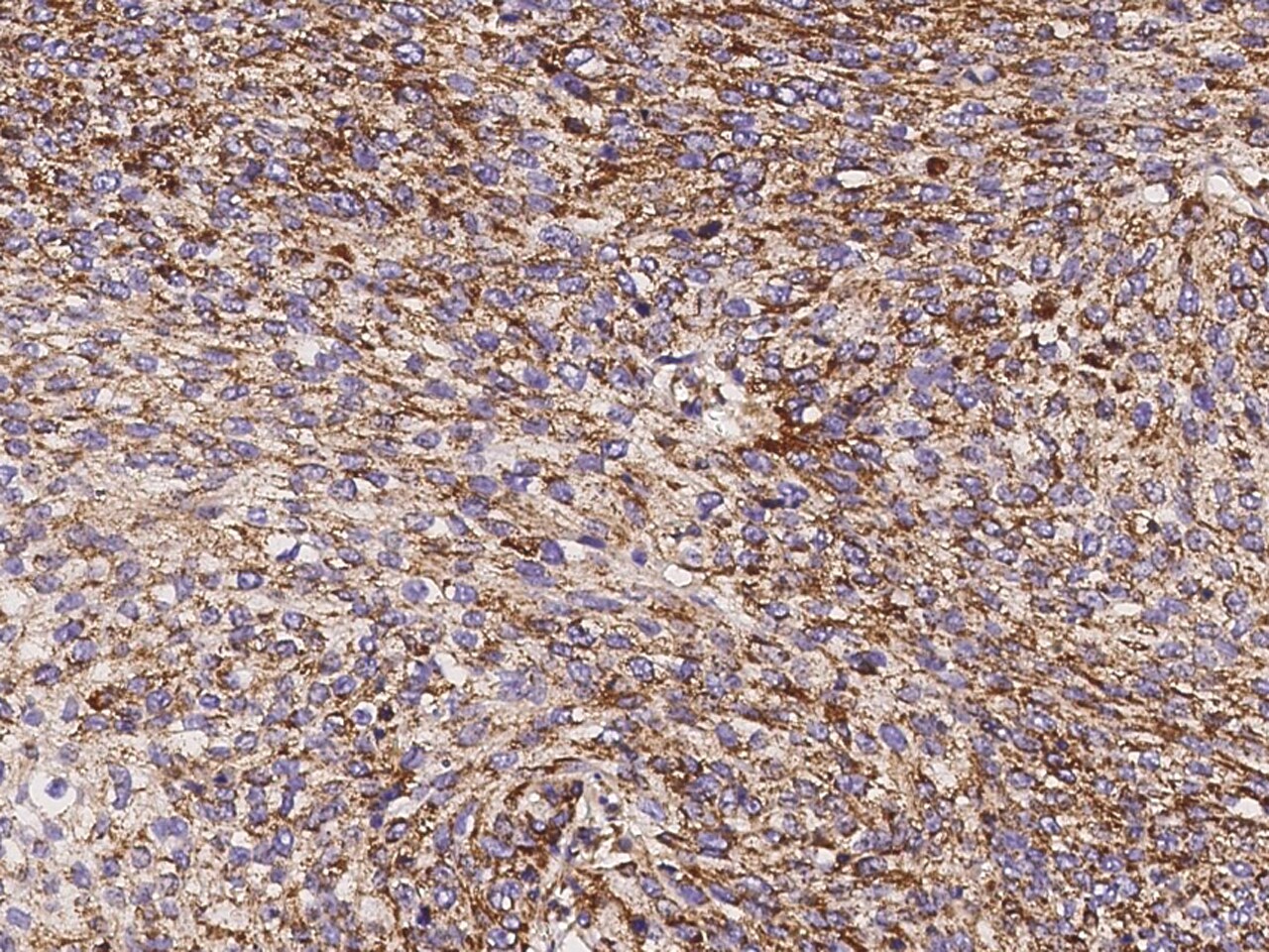 ATP5D Antibody - Azide and BSA Free