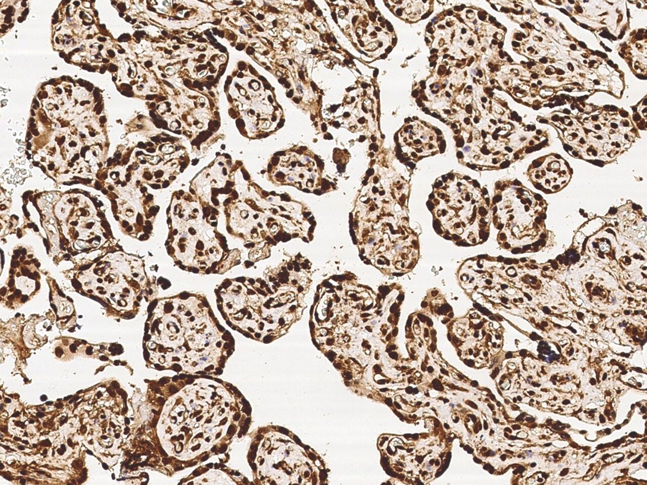 MRTO4 Antibody - Azide and BSA Free