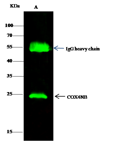 COX4NB Antibody - Azide and BSA Free