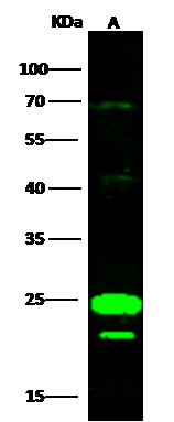 COX4NB Antibody - Azide and BSA Free