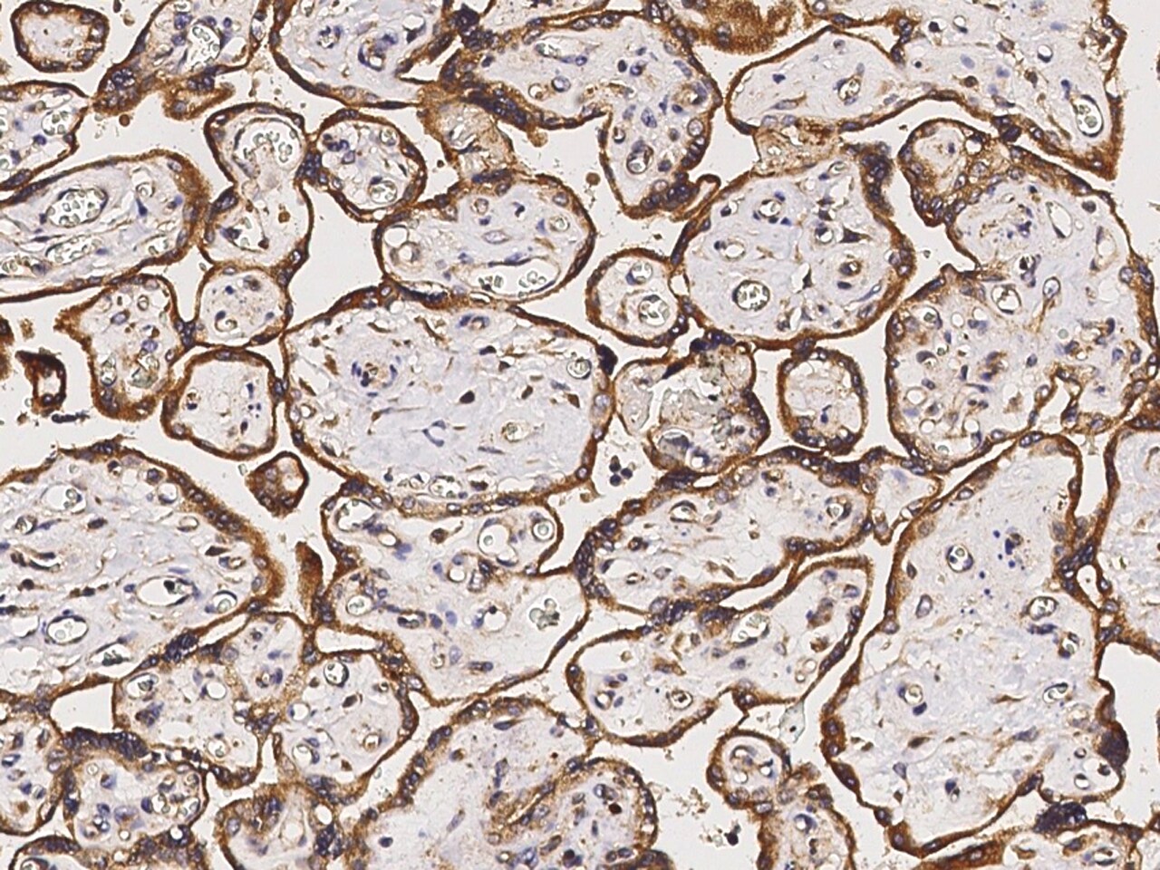COX4NB Antibody - Azide and BSA Free