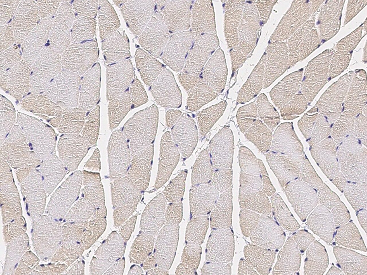 COX4NB Antibody - Azide and BSA Free