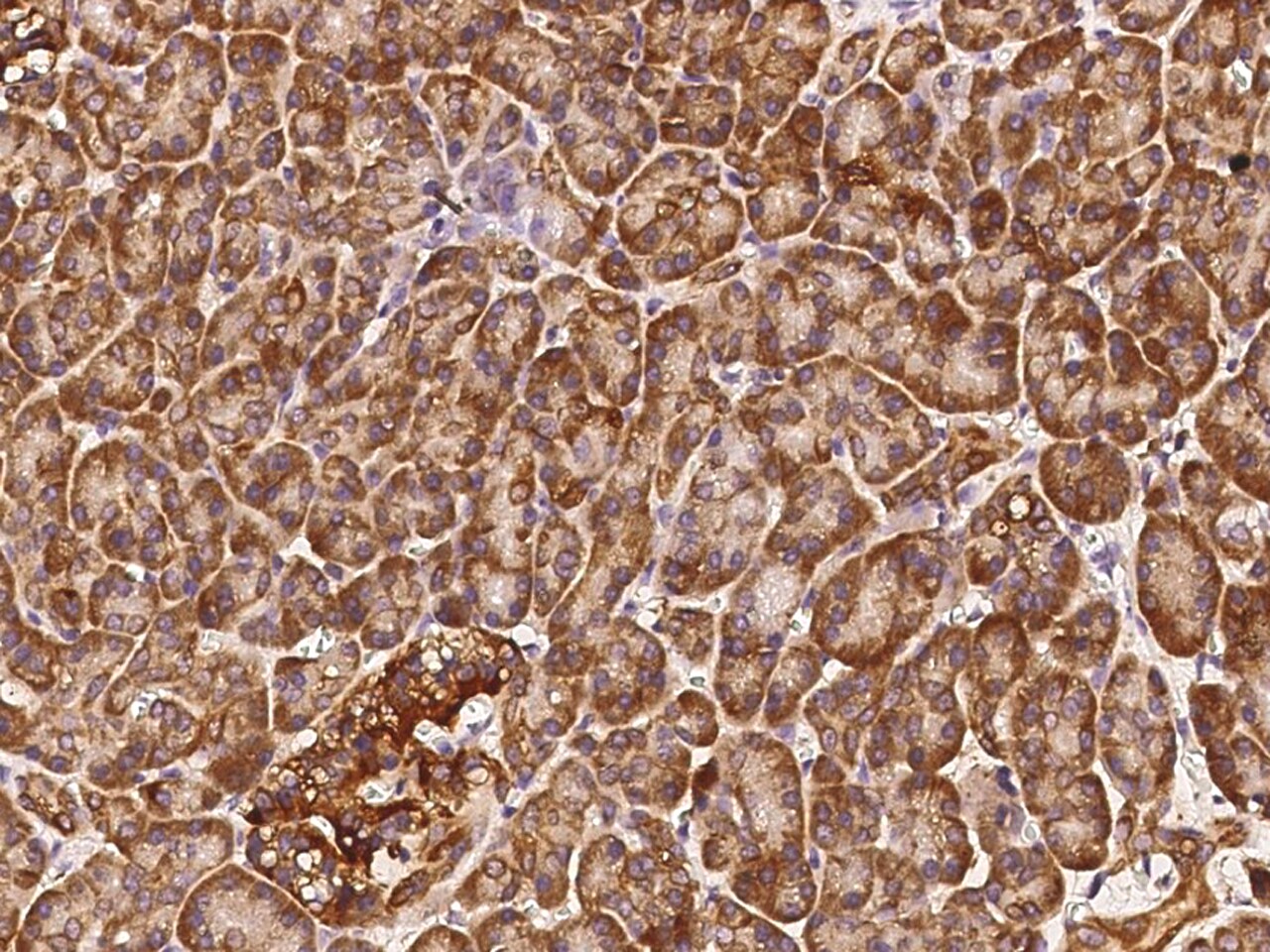 COX4NB Antibody - Azide and BSA Free