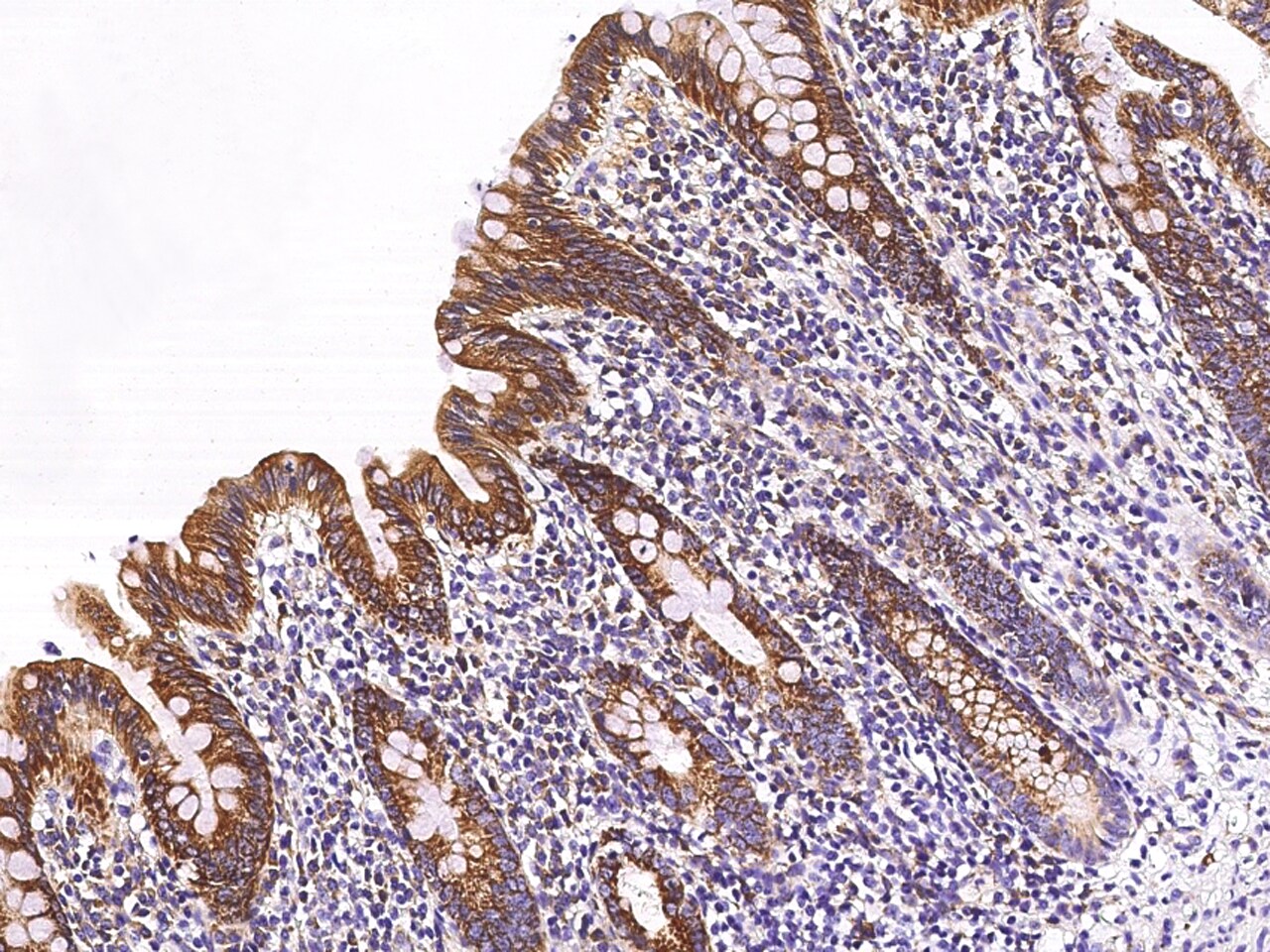 ETHE1 Antibody - Azide and BSA Free