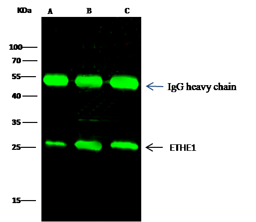 ETHE1 Antibody - Azide and BSA Free