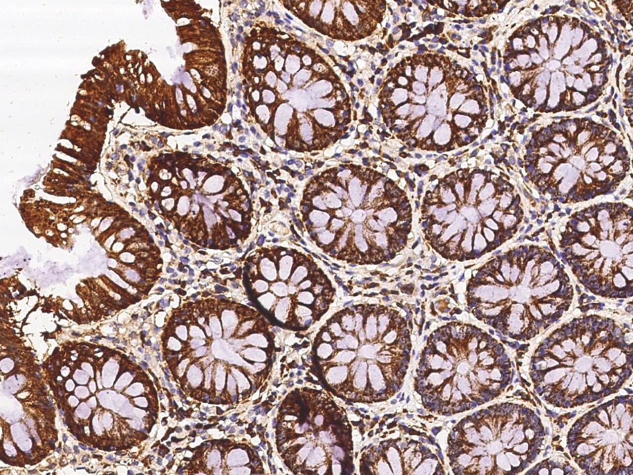 ETHE1 Antibody - Azide and BSA Free