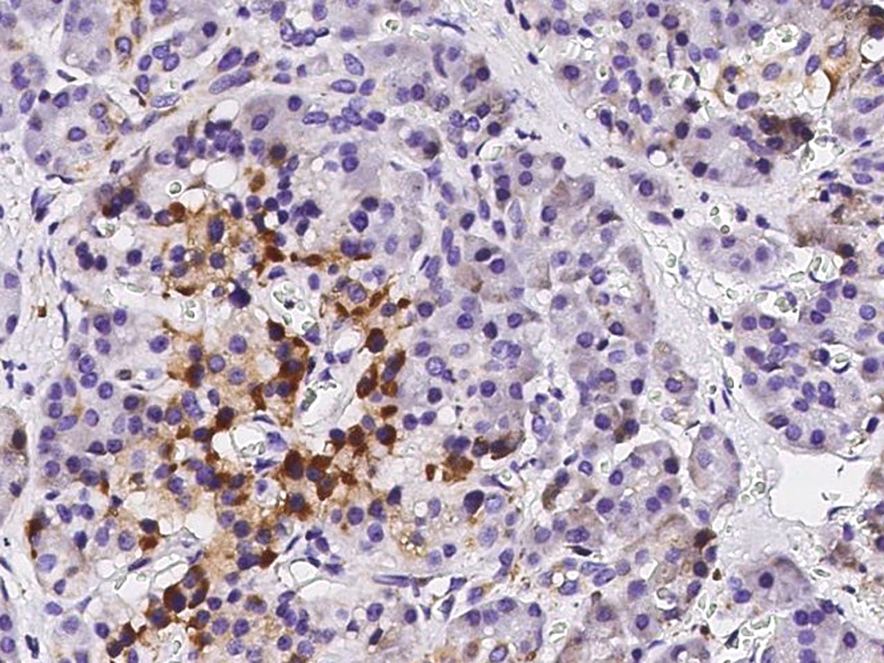 ETHE1 Antibody - Azide and BSA Free