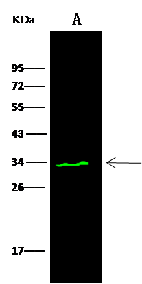 PA28 Activator gamma Subunit/PSME3 Antibody - Azide and BSA Free