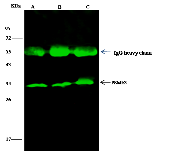 PA28 Activator gamma Subunit/PSME3 Antibody - Azide and BSA Free