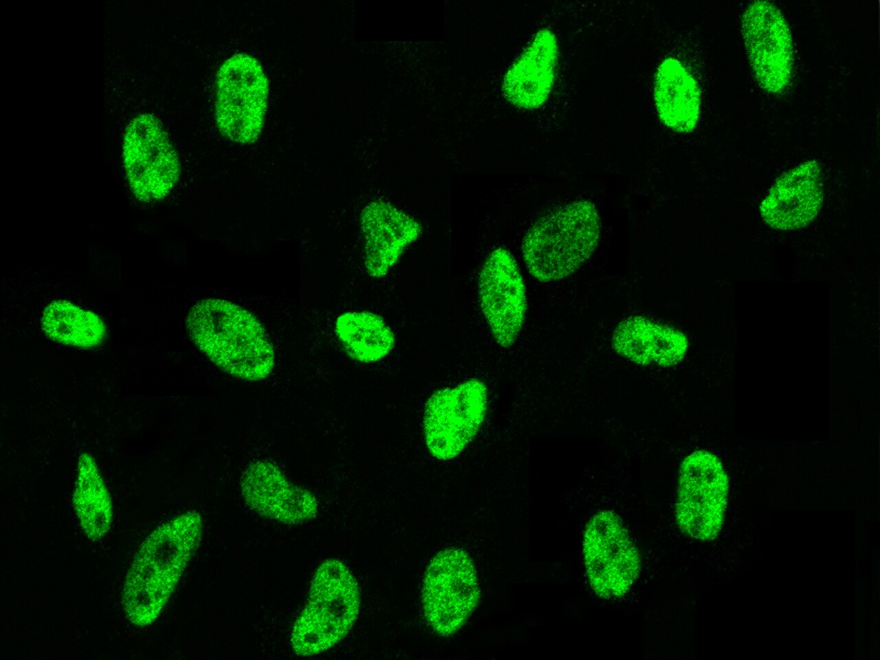 PA28 Activator gamma Subunit/PSME3 Antibody - Azide and BSA Free