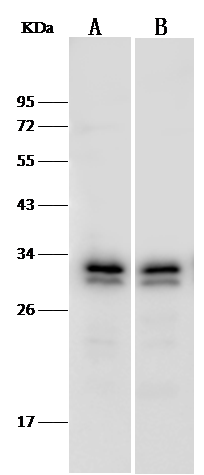 PA28 Activator gamma Subunit/PSME3 Antibody - Azide and BSA Free
