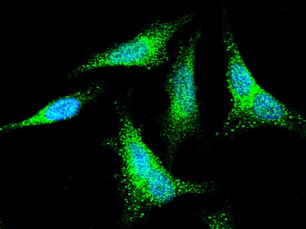 NAPA Antibody - Azide and BSA Free