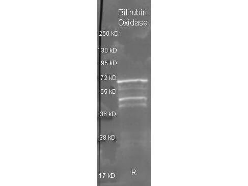 Bilirubin Oxidase Antibody [Biotin]
