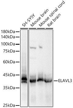 HuC Antibody - Azide and BSA Free