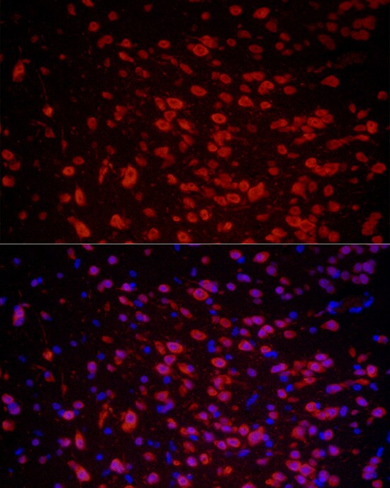 HuC Antibody - Azide and BSA Free