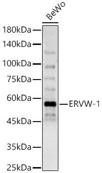 HERV Antibody - Azide and BSA Free