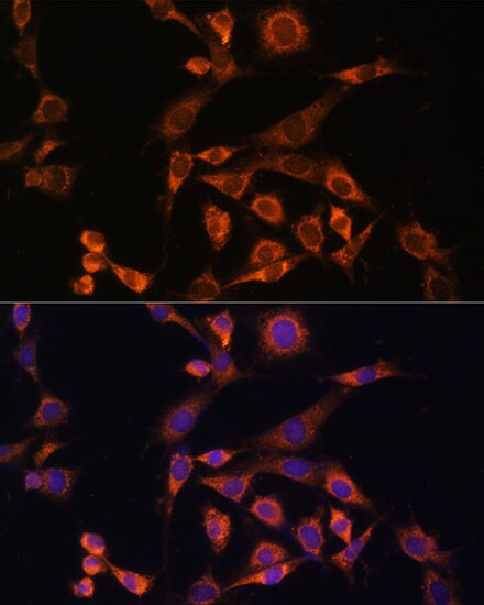 MEK2 Antibody - Azide and BSA Free