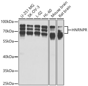 hnRNP-R Antibody - BSA Free