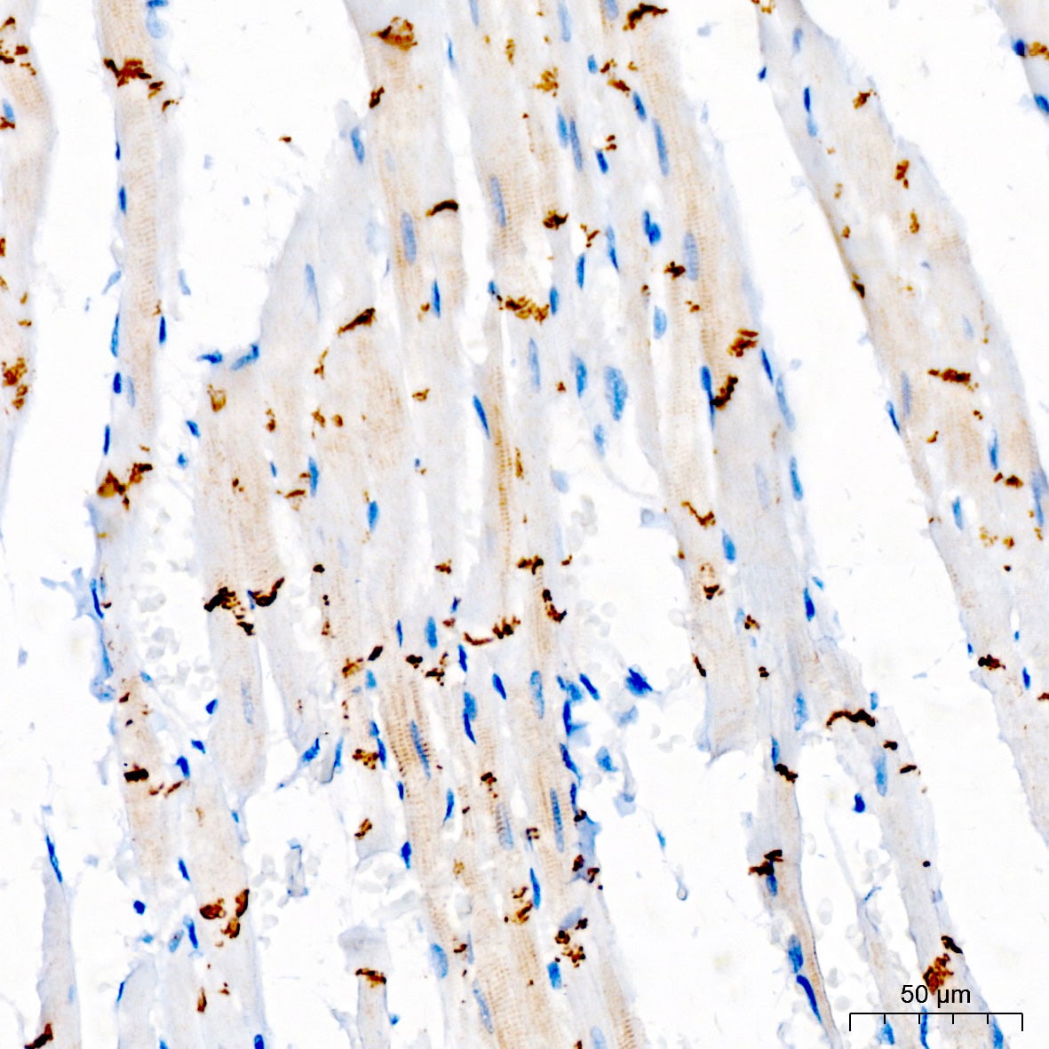 N-Cadherin Antibody - Azide and BSA Free