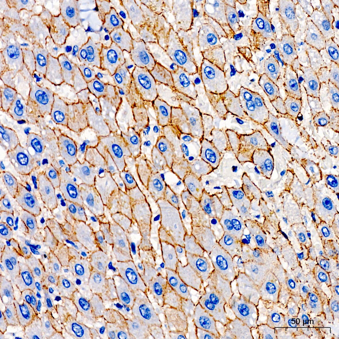 N-Cadherin Antibody - Azide and BSA Free
