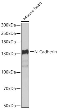 N-Cadherin Antibody - Azide and BSA Free
