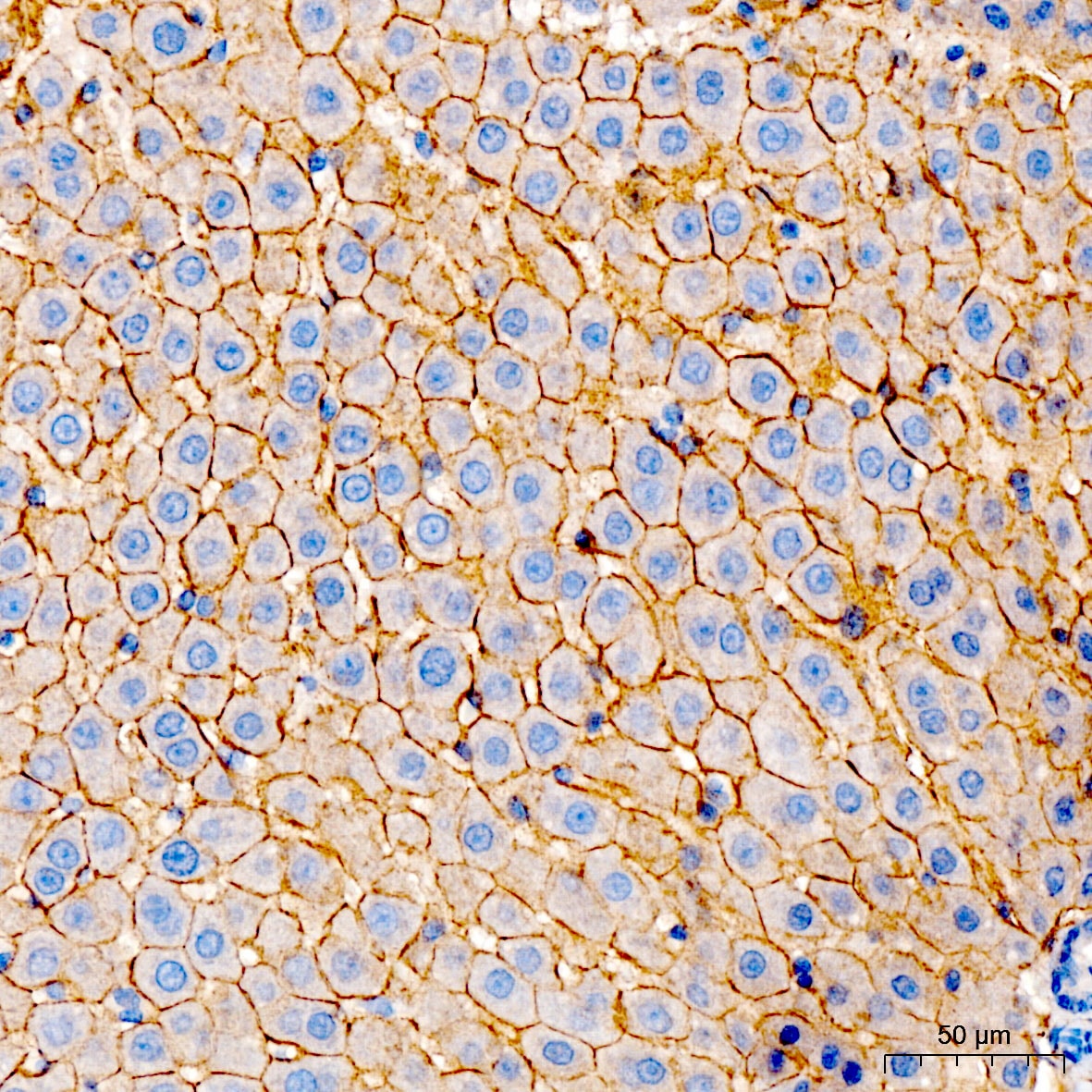 N-Cadherin Antibody - Azide and BSA Free