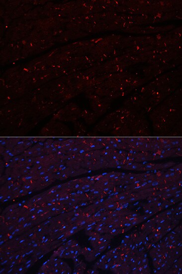 N-Cadherin Antibody - Azide and BSA Free