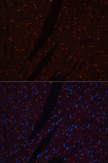 N-Cadherin Antibody - Azide and BSA Free