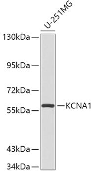 Kv1.1 Antibody - BSA Free