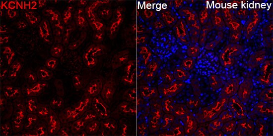Kv11.1 Antibody - Azide and BSA Free