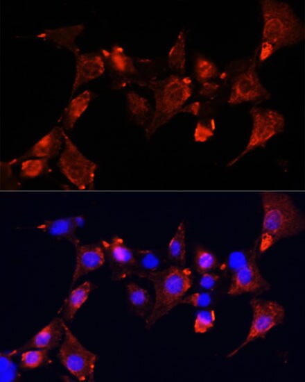 eIF3X Antibody - BSA Free