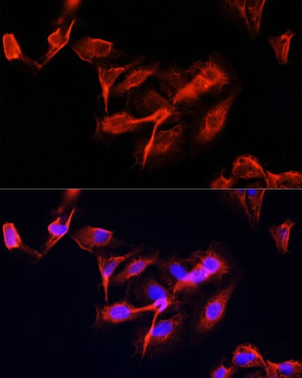eIF3X Antibody - BSA Free