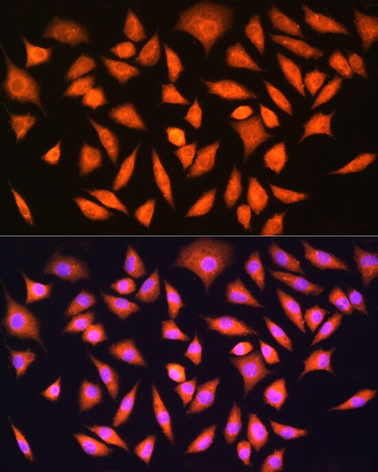 HINT1 Antibody - BSA Free