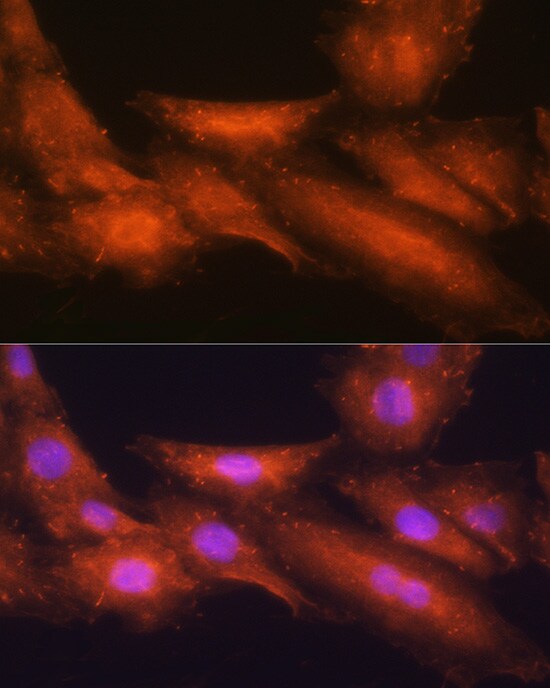 HINT1 Antibody - BSA Free