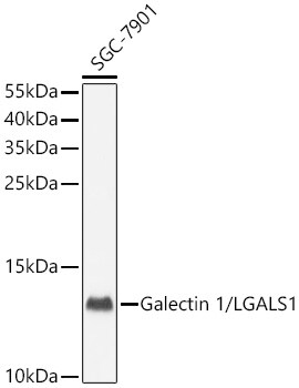 Galectin-1 Antibody - Azide and BSA Free
