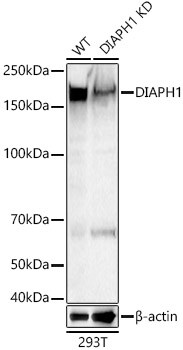 DIAPH1 Antibody - Azide and BSA Free