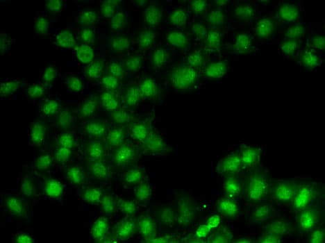 EMSY Antibody - BSA Free