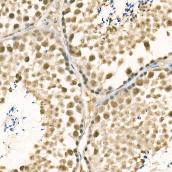 Methyltransferase like 3 Antibody - Azide and BSA Free