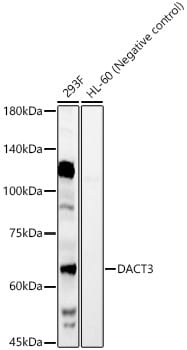 DACT3/Dapper 3 Antibody - BSA Free