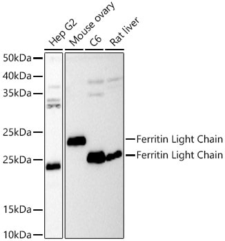Ferritin Light Chain Antibody - Azide and BSA Free