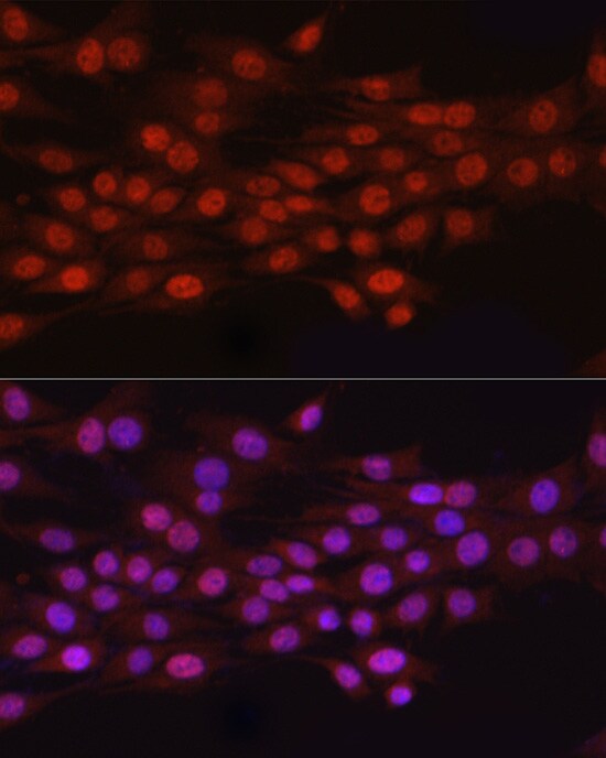 HEMK2 Antibody - Azide and BSA Free