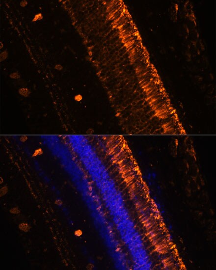 Kv9.2 Antibody - Azide and BSA Free