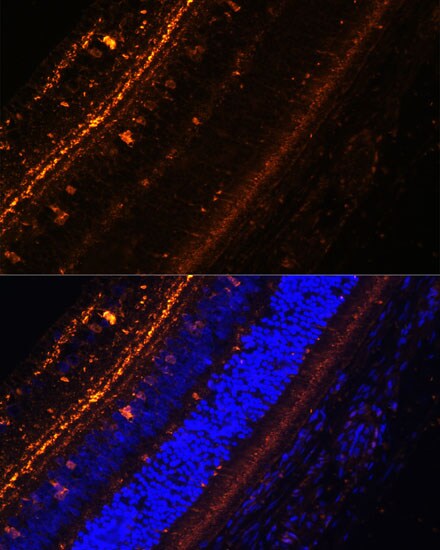Kv9.2 Antibody - Azide and BSA Free