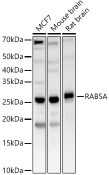 Rab5a Antibody - Azide and BSA Free