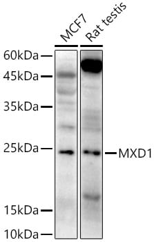 Mad Antibody - Azide and BSA Free