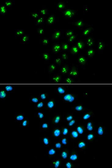 integrin beta 4 binding protein Antibody - BSA Free