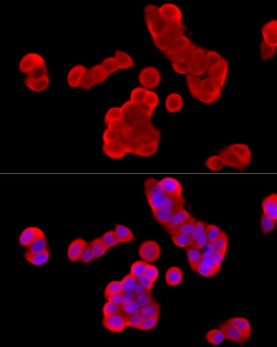 Cytochrome b245 alpha Antibody - BSA Free