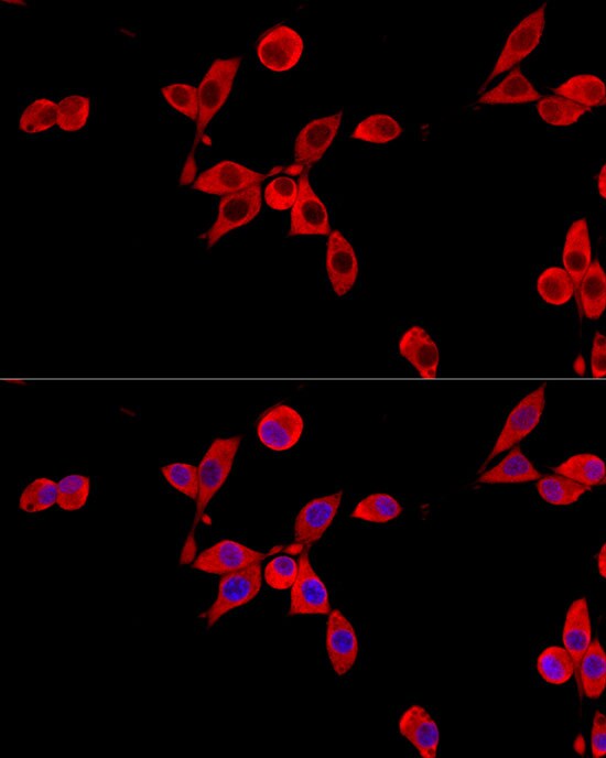 Cytochrome b245 alpha Antibody - BSA Free