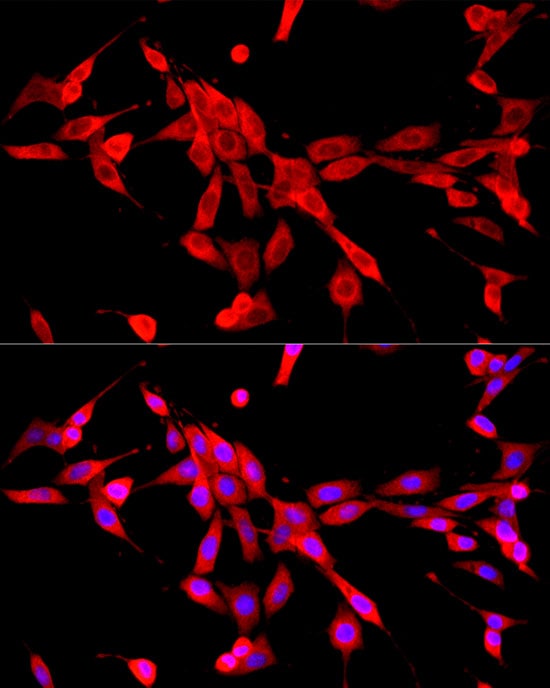 Cytochrome b245 alpha Antibody - BSA Free