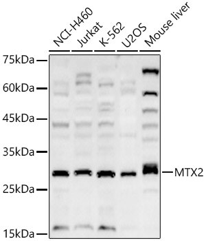 Metaxin-2 Antibody - BSA Free
